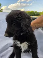 COAL, a male Shetland Sheepdog and Golden Retriever for sale in Sandborn, IN – 3 of 7