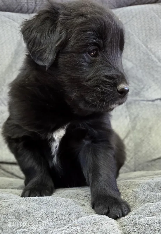 Orange – Shetland Sheepdog, Golden Retriever puppy for sale in Sandborn, IN