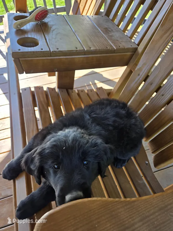 Orange – Shetland Sheepdog, Golden Retriever puppy for sale in Sandborn, IN