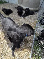 Orange, a male Shetland Sheepdog and Golden Retriever for sale in Sandborn, IN – Photo 2 of 3