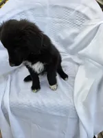 COAL, a male Shetland Sheepdog and Golden Retriever for sale in Sandborn, IN – 4 of 7