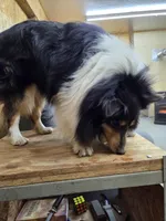 Boy 3, a male Shetland Sheepdog and Golden Retriever for sale in Sandborn, IN – Photo 2 of 3