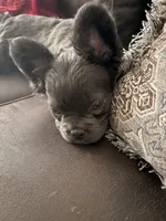 Blu, a  French Bulldog for sale in Lansing, KS – Photo 3 of 3