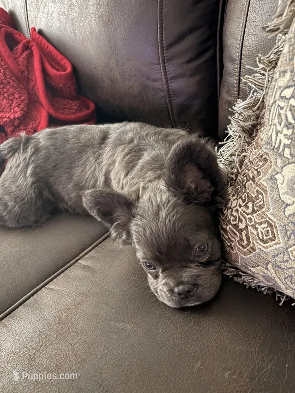 Blu – French Bulldog puppy for sale in Lansing, KS