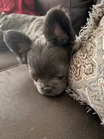 Blu, a  French Bulldog for sale in Lansing, KS – Photo 2 of 3