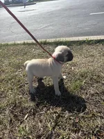 Snappy, a male Pug for sale in Winter Haven, FL – Photo 4 of 4