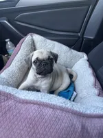 Snappy, a male Pug for sale in Winter Haven, FL – Photo 3 of 4