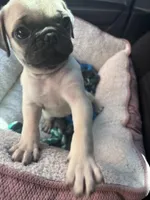 Snappy, a male Pug for sale in Winter Haven, FL – Photo 2 of 4