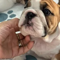 Jkc peter parker, a male English Bulldog for sale in Hillside, NJ – Photo 6 of 6