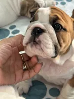 processed/bc557c3d-4c4c-4afd-b08f-48e804630e2e/listing/3f5df9e9-c7f3-4a57-baf1-299302e8f8b1/4f6ce263-5a6b-4ede-9f6b-bfe871d93106