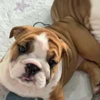 Jkc peter parker, a male English Bulldog for sale in Hillside, NJ – Photo 2 of 6