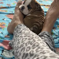 Jkc peter parker, a male English Bulldog for sale in Hillside, NJ – Photo 3 of 6