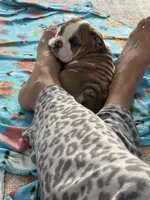 processed/bc557c3d-4c4c-4afd-b08f-48e804630e2e/listing/3f5df9e9-c7f3-4a57-baf1-299302e8f8b1/8d2426e7-df8e-4a46-b619-8bbe3f4d1ee2