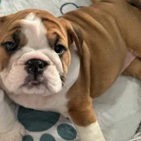 Jkc peter parker, a male English Bulldog for sale in Hillside, NJ – Photo 5 of 6