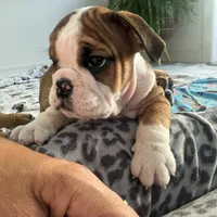 Jkc peter parker, a male English Bulldog for sale in Hillside, NJ – Photo 1 of 6