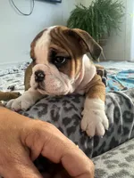 processed/bc557c3d-4c4c-4afd-b08f-48e804630e2e/listing/3f5df9e9-c7f3-4a57-baf1-299302e8f8b1/cdbb6783-f5fa-4ea5-9347-ffcd598b48b1