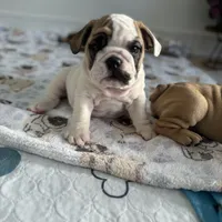 Jkc low ink, a female English Bulldog for sale in Hillside, NJ – Photo 1 of 8