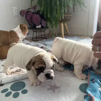 Jkc low ink, a female English Bulldog for sale in Hillside, NJ – Photo 5 of 8