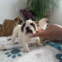 Jkc low ink, a female English Bulldog for sale in Hillside, NJ – Photo 3 of 8