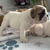 Jkc low ink, a female English Bulldog for sale in Hillside, NJ – Photo 4 of 8