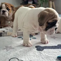 Jkc low ink, a female English Bulldog for sale in Hillside, NJ – Photo 6 of 8