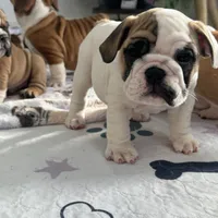 Jkc low ink, a female English Bulldog for sale in Hillside, NJ – Photo 7 of 8