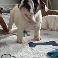 Jkc low ink, a female English Bulldog for sale in Hillside, NJ – Photo 2 of 8