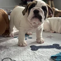 Jkc low ink, a female English Bulldog for sale in Hillside, NJ – Photo 8 of 8