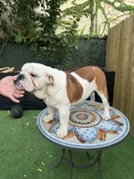 processed/bc557c3d-4c4c-4afd-b08f-48e804630e2e/listing/6bb09dfb-0817-4274-bb8a-b2484c816c04/15822fe9-a623-4159-a16d-9645331e51a0