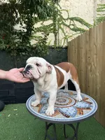 processed/bc557c3d-4c4c-4afd-b08f-48e804630e2e/listing/6bb09dfb-0817-4274-bb8a-b2484c816c04/786e0361-33a3-46ad-8b6a-30a5e3288e1a