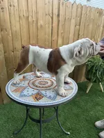 processed/bc557c3d-4c4c-4afd-b08f-48e804630e2e/listing/6bb09dfb-0817-4274-bb8a-b2484c816c04/a0de8c19-524f-4999-9457-ee3eab5985ad