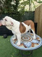 processed/bc557c3d-4c4c-4afd-b08f-48e804630e2e/listing/6bb09dfb-0817-4274-bb8a-b2484c816c04/f83056ef-af30-4429-8ac7-4eaf5c5cee37