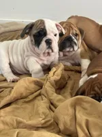 White walker, a male English Bulldog for sale in Hillside, NJ – Photo 1 of 9