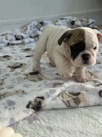 White walker, a male English Bulldog for sale in Hillside, NJ – Photo 9 of 9