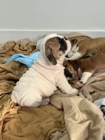 White walker, a male English Bulldog for sale in Hillside, NJ – Photo 6 of 9