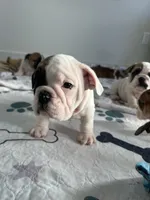 White walker, a male English Bulldog for sale in Hillside, NJ – Photo 4 of 9