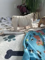 White walker, a male English Bulldog for sale in Hillside, NJ – Photo 5 of 9