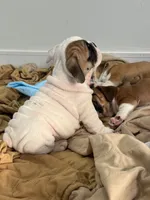 White walker, a male English Bulldog for sale in Hillside, NJ – Photo 8 of 9