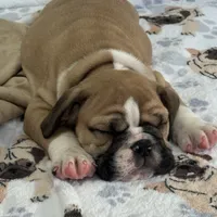 Jkc sersey, a female English Bulldog for sale in Hillside, NJ – Photo 5 of 6