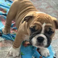 Jkc sersey, a female English Bulldog for sale in Hillside, NJ – Photo 1 of 6