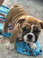 Jkc sersey, a female English Bulldog for sale in Hillside, NJ – Photo 1 of 6