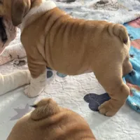 Jkc sersey, a female English Bulldog for sale in Hillside, NJ – Photo 4 of 6