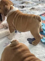 Jkc sersey, a female English Bulldog for sale in Hillside, NJ – Photo 4 of 6