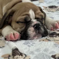 Jkc sersey, a female English Bulldog for sale in Hillside, NJ – Photo 3 of 6