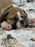 Jkc sersey, a female English Bulldog for sale in Hillside, NJ – Photo 3 of 6