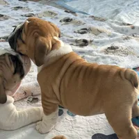 Jkc sersey, a female English Bulldog for sale in Hillside, NJ – Photo 2 of 6