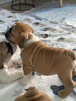 Jkc sersey, a female English Bulldog for sale in Hillside, NJ – Photo 2 of 6