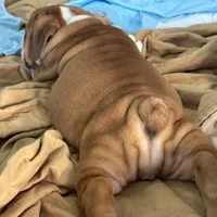 Jkc sersey, a female English Bulldog for sale in Hillside, NJ – Photo 6 of 6