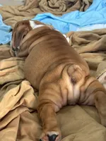 Jkc sersey, a female English Bulldog for sale in Hillside, NJ – Photo 6 of 6