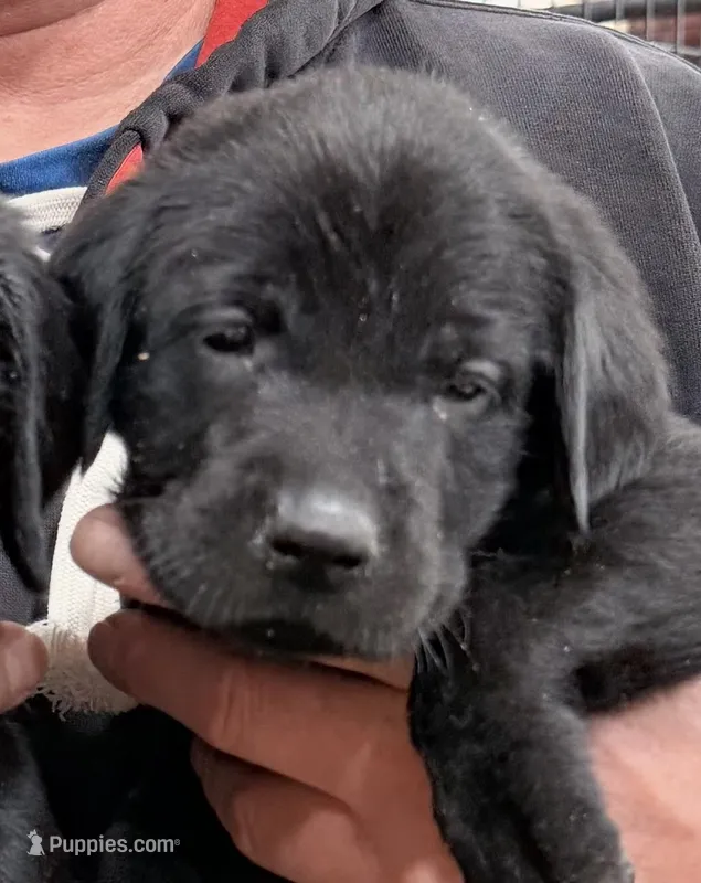 Female 1 – Labrador Retriever puppy for sale in Malden, IL